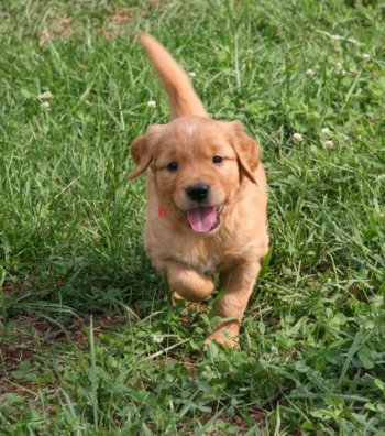 Golden Retriever pup with happy face
