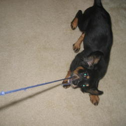Penny playing with a string
