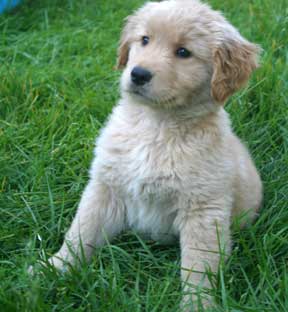 Golden retriever pup with naive expression
