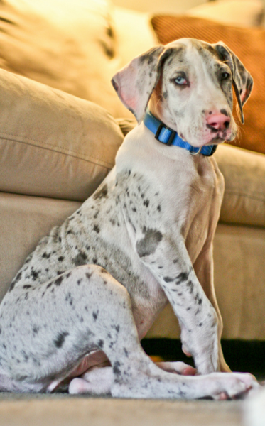 Great Dane puppy in light grey with black and white spots.PNG
