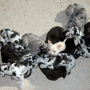 Group of harlequin great dane puppies.PNG

