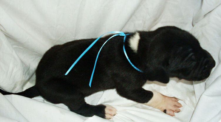 Newbown great dane puppy pictures.PNG
