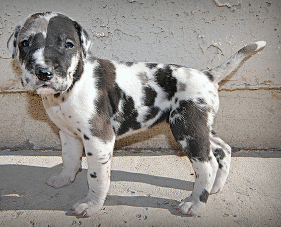 Photo of harlequin great dane pup.PNG