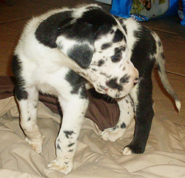 White and black great dane dogs pictures_young puppy great danes.PNG
