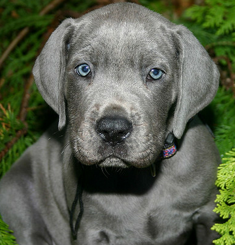 Blue great dane puppy picture.PNG
