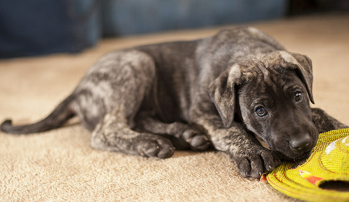 Brindle great dane pup bitting on its dog toy.PNG
