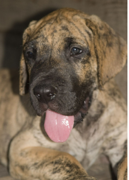 CLose up picture of a brindle great dane puppy sticking out its tongue.PNG
