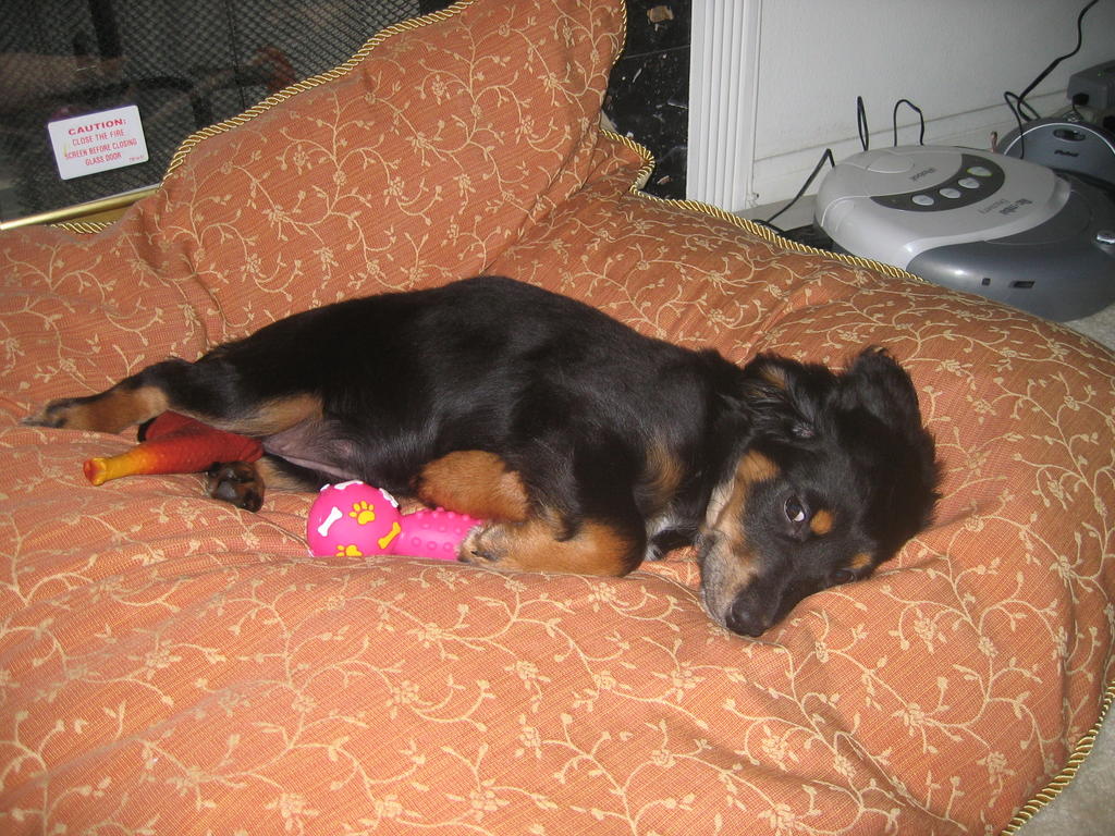 Penny relaxing on her orange bed with her pink toy
