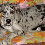 blue great dane puppies for sale aren't often available.PNG

