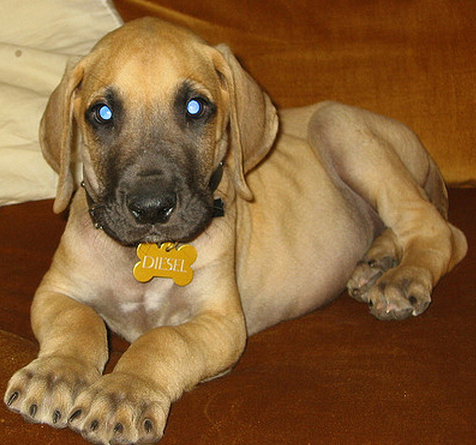 Fawn great dane dog pictures.PNG
