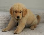 Golden retriever pup_cute
