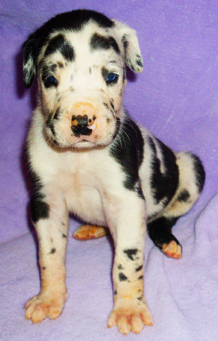 Young harlequin great dane puppy pictures.PNG
