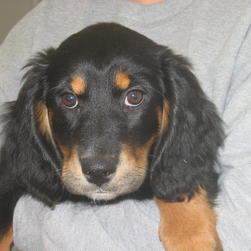Penny the Puppy in 2006
