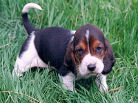 Beagle puppy with serious look.jpg
