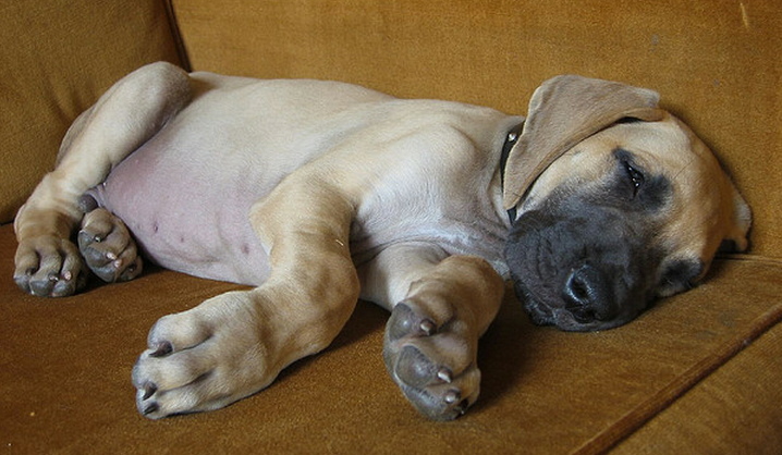 Fawn great dane puppy pictures.PNG
