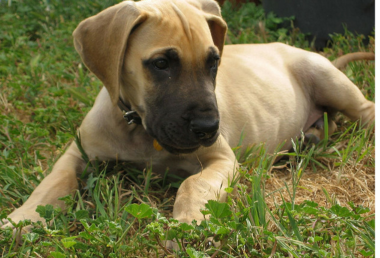 Fawn great dane puppy rescue isn't many available.PNG
