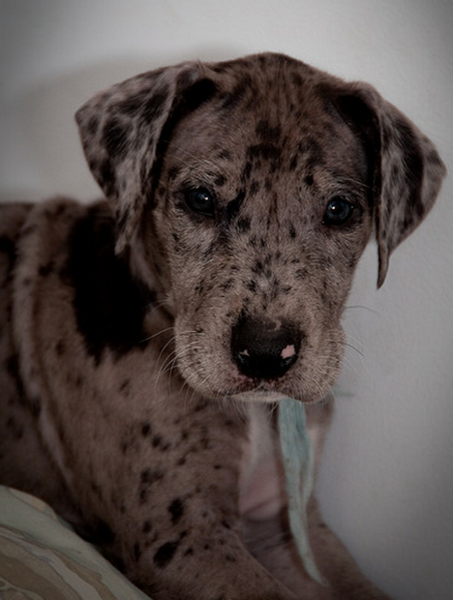 Beautiful great dane puppy pictures.PNG
