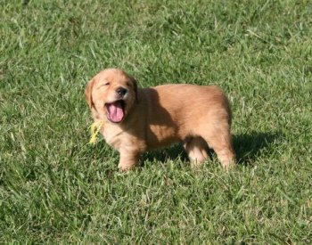 Golden Retriever pup_in the sun
