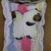 3 days old
