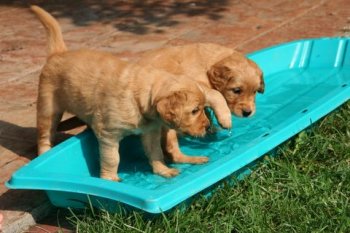 Golden Retriever puppies
