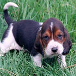 Beagle puppy with serious look.jpg
