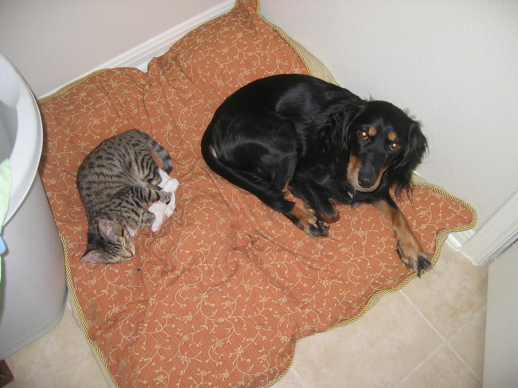 Penny sleeping with kitten toby
