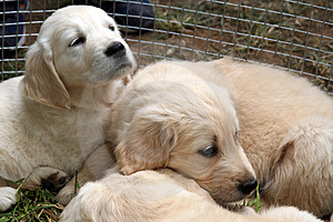 Golden Retriever puppies_in group
