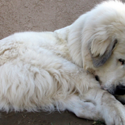 Playful puppy picture of a beautiful Pyrenees pup.PNG
