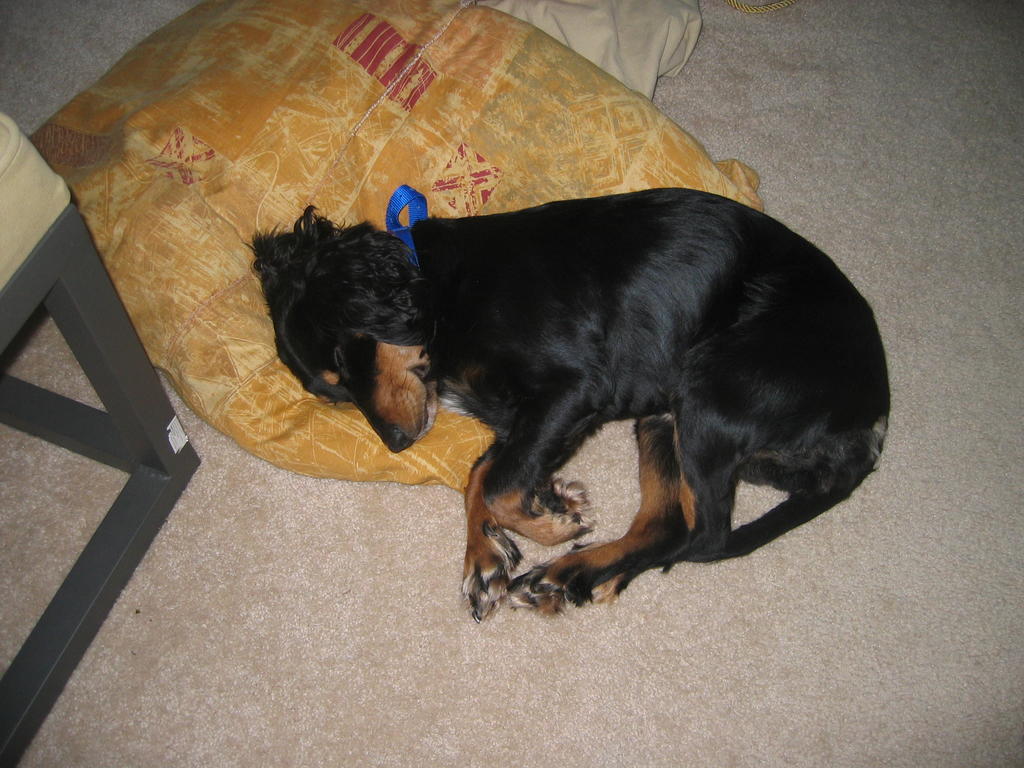 Penny sleeping on her yellow bed
