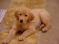 Golden Retriever puppy
