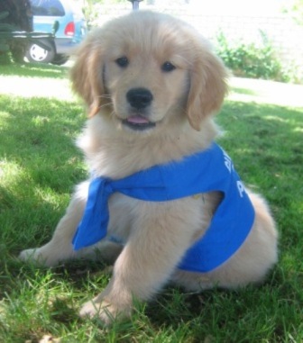 Golden retriever with outfit
