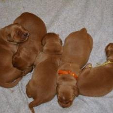 Golden Retriever_group of puppies
