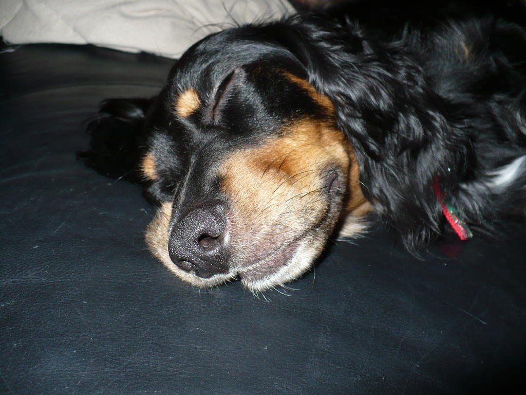 Penny looking super sleepy
