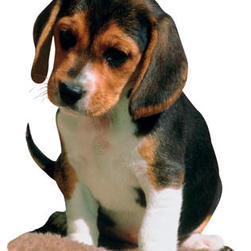 beagle puppy.jpg
