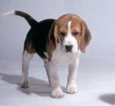 beagle puppy_body.jpg
