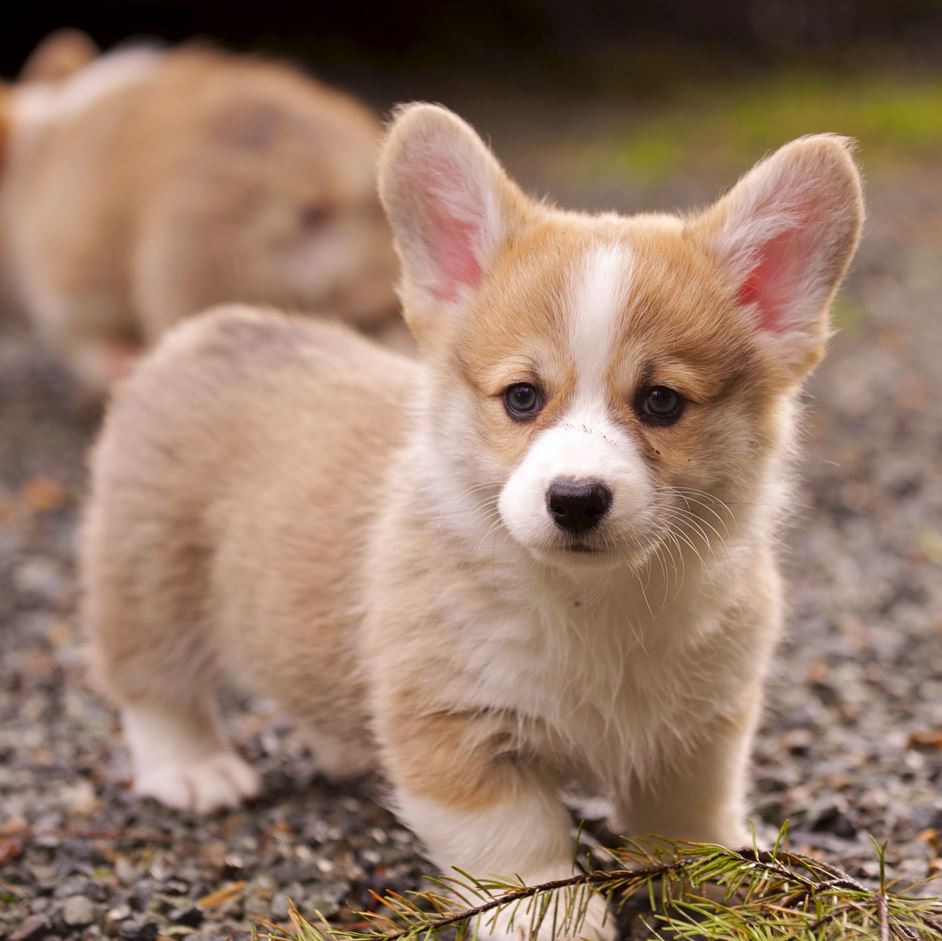 Tan and white Welsh Corgi pictures.JPG
