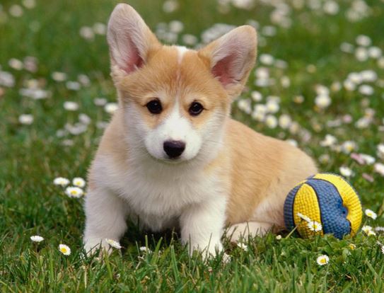 Tan white puppy pictures of Welsh corgi pup playing with ball in the back yard.JPG

