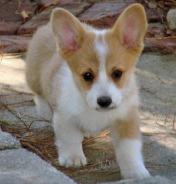 White tan dogs picture of Welsh Corgi puppy.JPG

