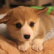 Young puppy pictures of Welsh Corgi dog.JPG
