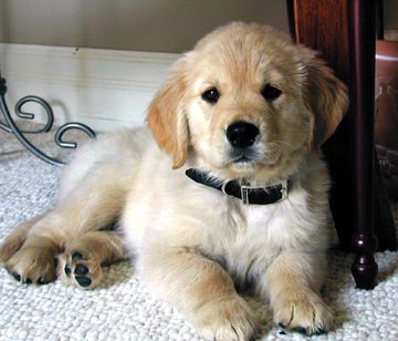 golden-retriever pup
