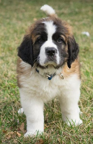 St. Bernard puppy pictures standing on the grass looking cutely straight at the camera.JPG
