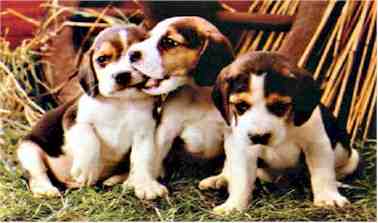 beagle pups_very cute.jpg
