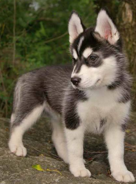 Beautiful dog pictures of a adorable husky puppy standing tall on the rocks.PNG
