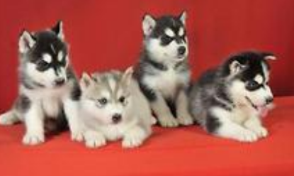 Cute four sibarian husky puppies post photo.PNG
