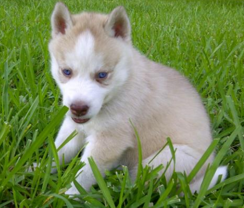 Tan husky puppy sitting on the grass looking so cute with its pretty blue eyes.PNG
