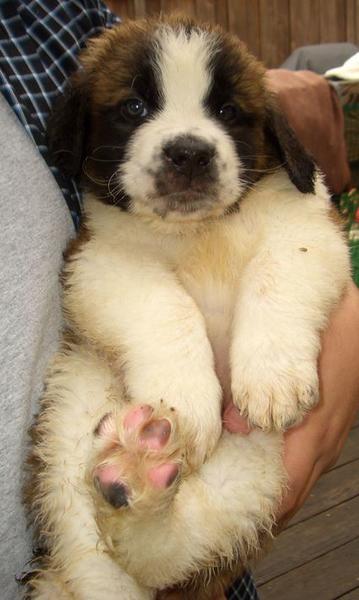Super cute puppy pictures of Saint Bernard .JPG
