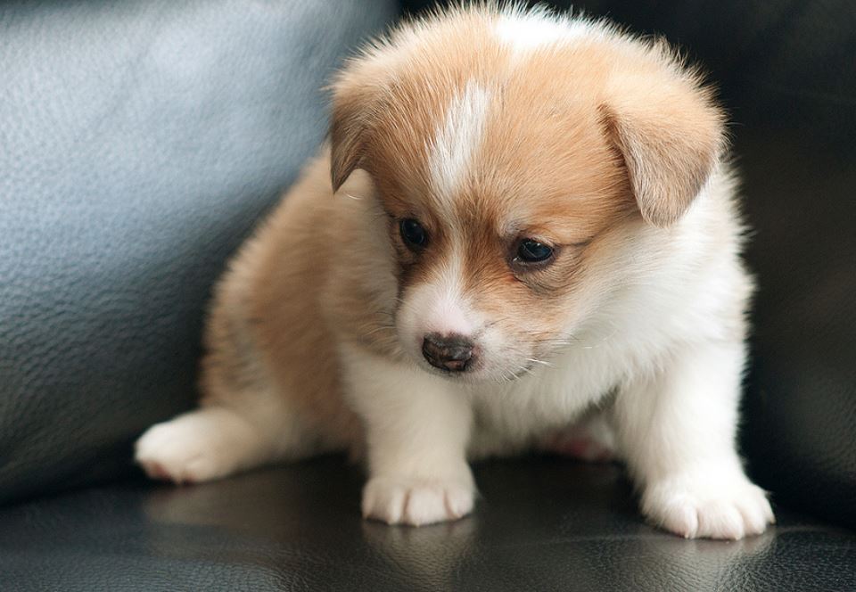 Adorable puppy photo of.JPG
