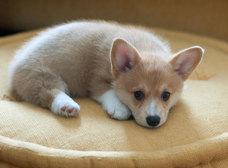 Adorable puppy picture chill out on its modern dog bed.JPG
