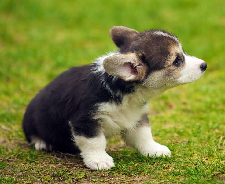 Black white with brown spots Welsh Corgi puppy standing on the grass ...
