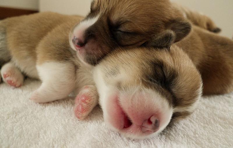 Close up picture of newborn pups looking super adorable.JPG
